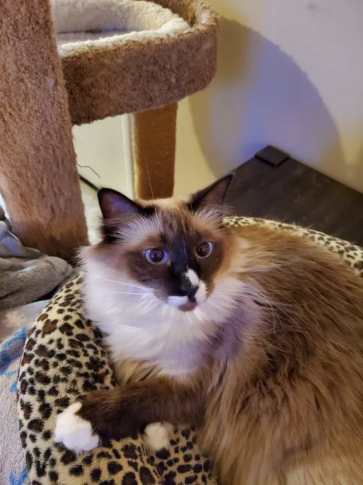 Blueberry Basket Cattery Picture 3