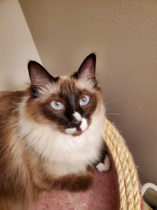 Blueberry Basket Cattery Picture 1
