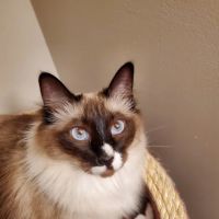 Blueberry Basket Cattery ico