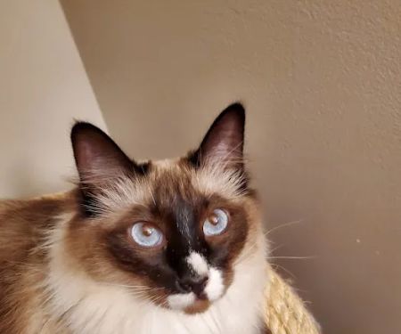 Blueberry Basket Cattery