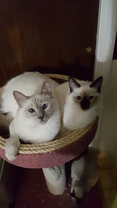 Blueberry Basket Cattery Picture 4