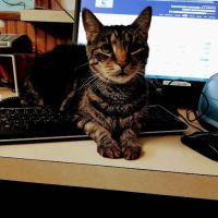 Lincoln Highway Veterinary Clinic ico