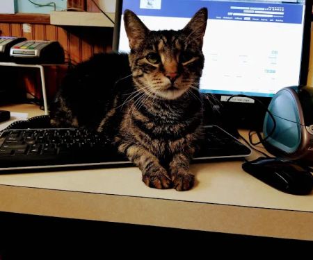 Lincoln Highway Veterinary Clinic