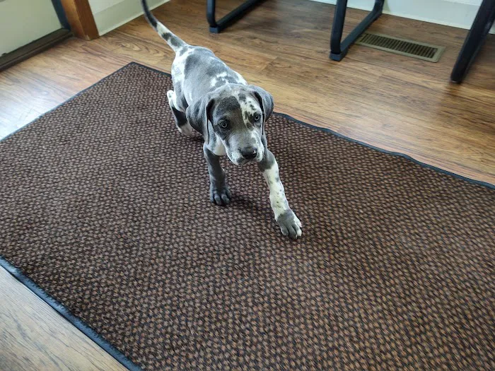 Lincoln Highway Veterinary Clinic Picture 6