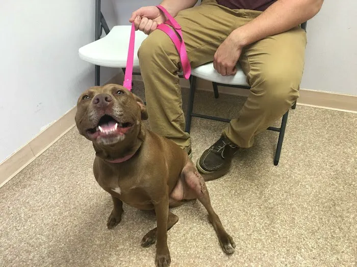 Red Rose Pet Care Center Picture 8
