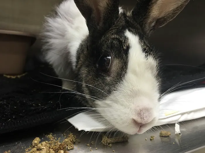 Red Rose Pet Care Center Picture 10