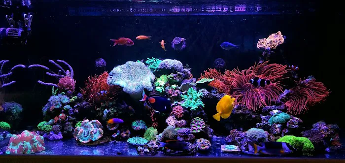 FantaSEA Aquariums | Aquarium Design, Installation, and Service Picture 3