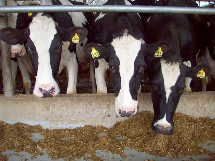 Agricultural Veterinary Associates Picture 3