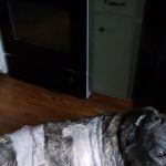 Eagles Peak Animal Clinic