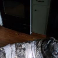 Eagles Peak Animal Clinic ico