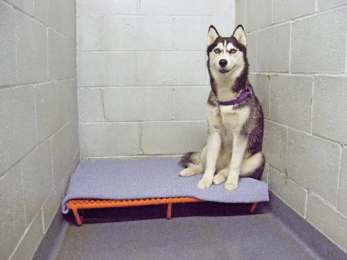 Conrad Weiser Animal Hospital Picture 9