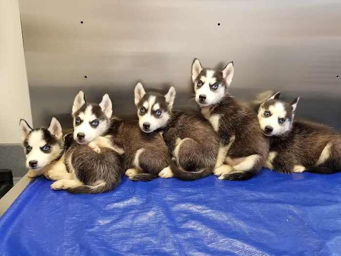 Conrad Weiser Animal Hospital Picture 8