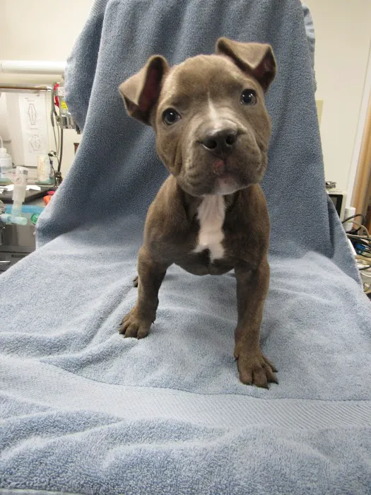 Conrad Weiser Animal Hospital Picture 5