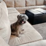 Petco