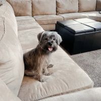 Petco ico