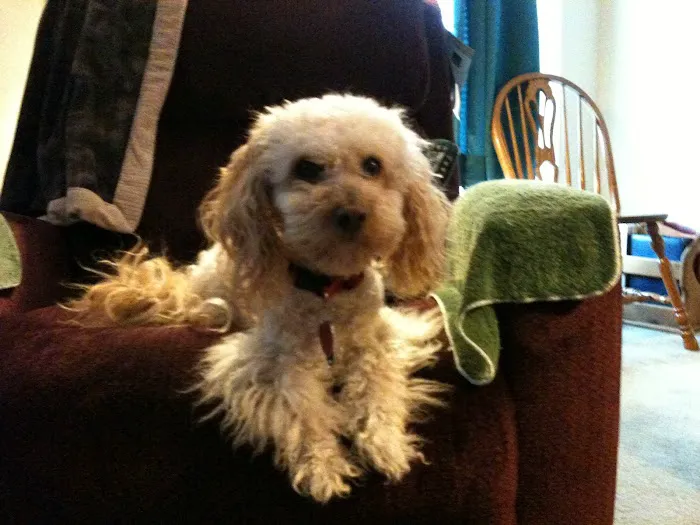 River Hills Veterinary Hospital Picture 1