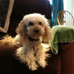 River Hills Veterinary Hospital