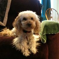 River Hills Veterinary Hospital ico