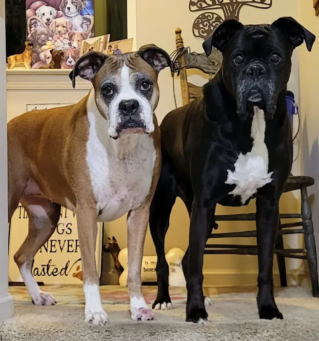 River Hills Veterinary Hospital Picture 4