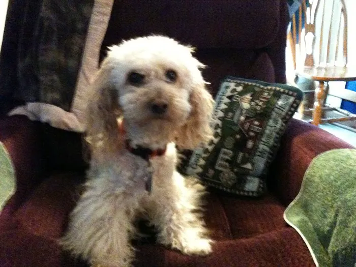 River Hills Veterinary Hospital Picture 8