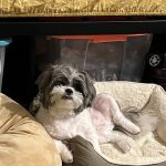 Petco