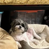 Petco ico