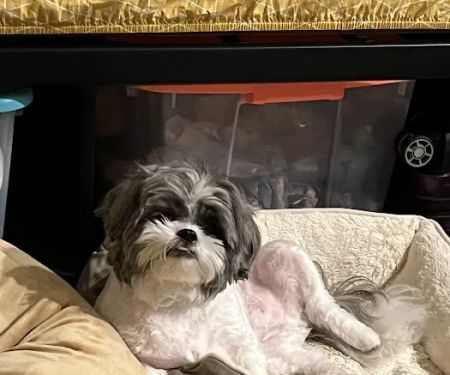 Petco