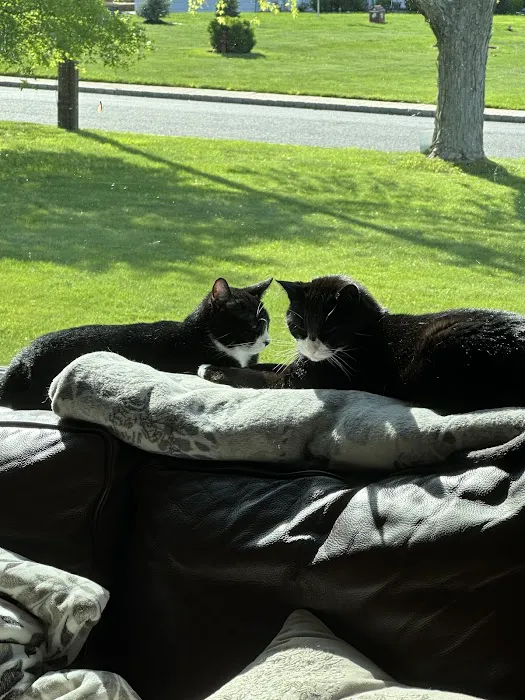 Somerset Hills Veterinary Services Picture 2