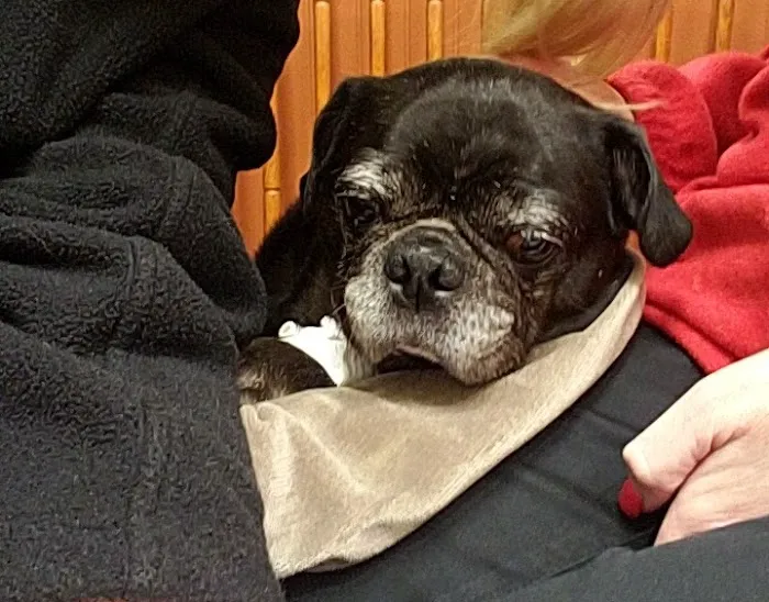 Basking Ridge Animal Hospital Picture 9