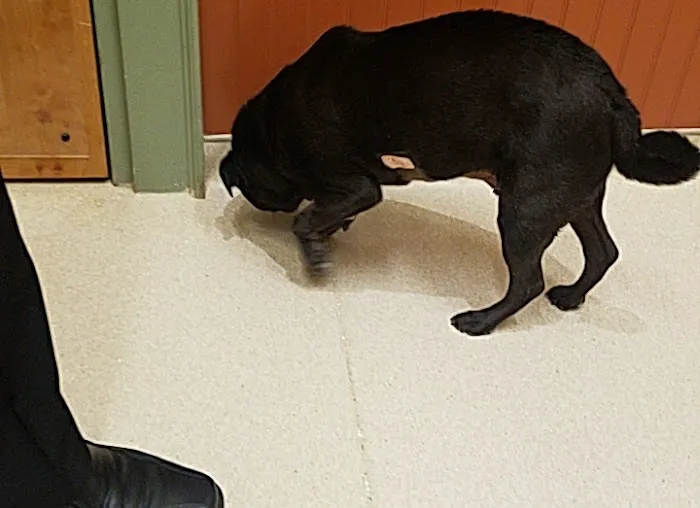 Basking Ridge Animal Hospital Picture 8