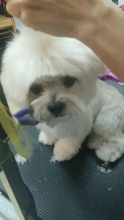 Great Dogs of Great Falls Picture 6