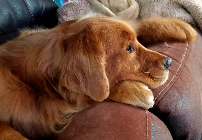 Great Dogs of Great Falls Picture 8