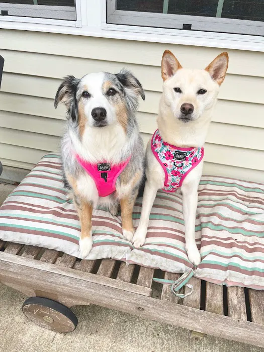 Sassy Woof Picture 4