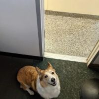 Bernardsville Animal Hospital ico