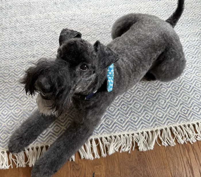 Bernardsville Animal Hospital Picture 10