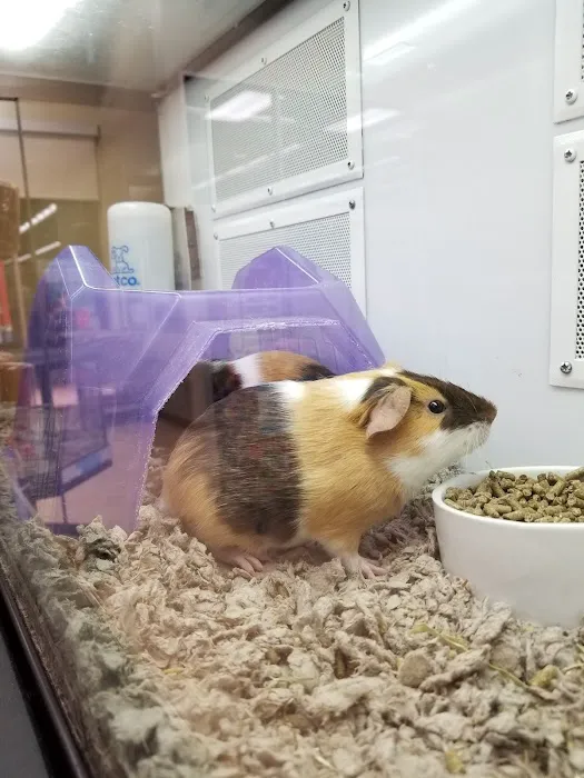 Petco Picture 6