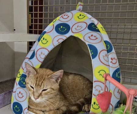 Petco