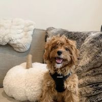 Belly Rubs Biscuit Bar & Spa ico