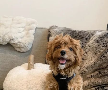 Belly Rubs Biscuit Bar & Spa