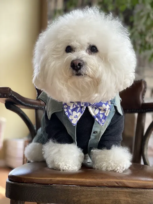 Belly Rubs Biscuit Bar & Spa Picture 6