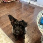 Plainfield Animal Hospital