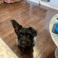 Plainfield Animal Hospital ico