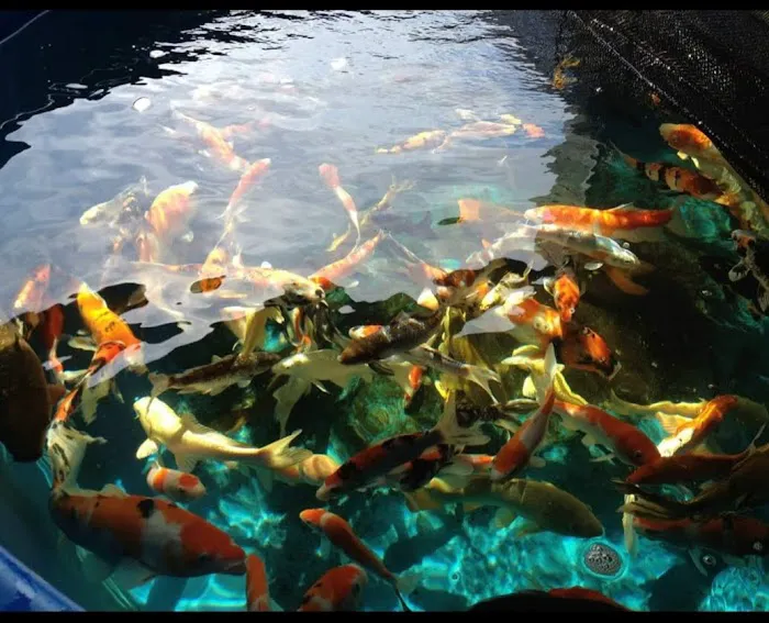 Vienna Aquarium & Pets Picture 7