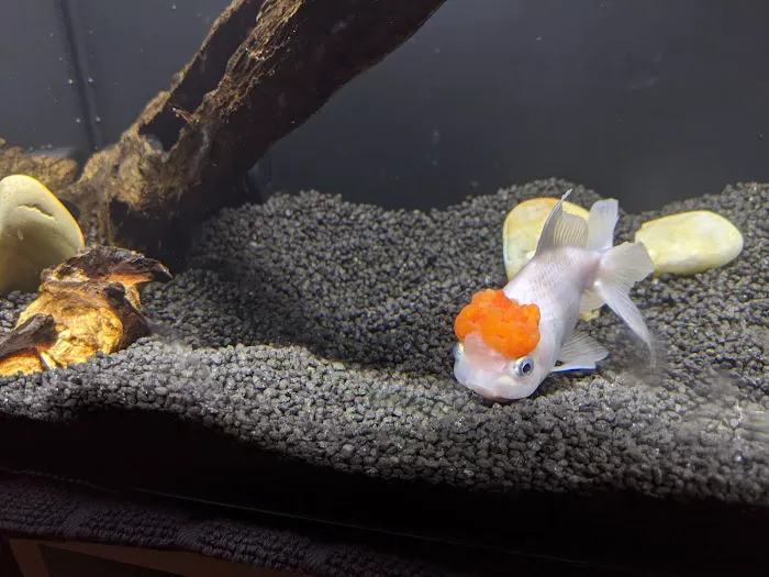 Vienna Aquarium & Pets Picture 9
