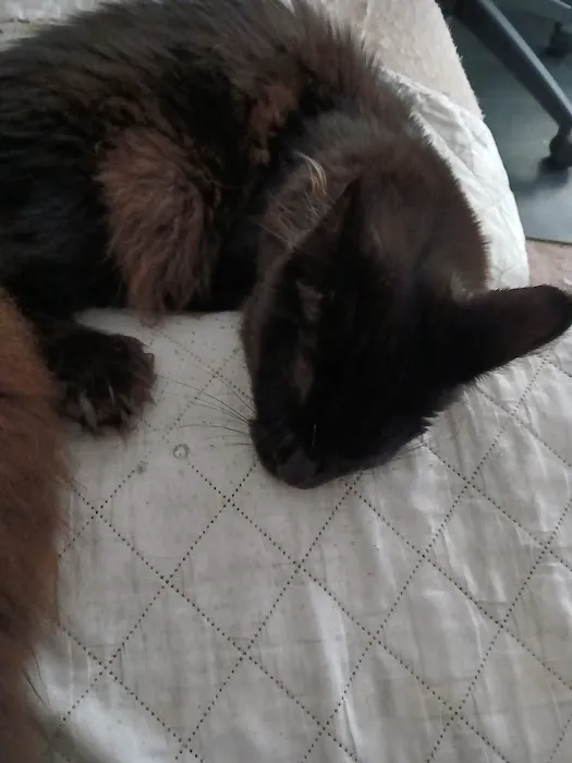 Queen City Maine Coons Picture 1