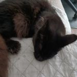 Queen City Maine Coons