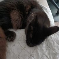 Queen City Maine Coons ico