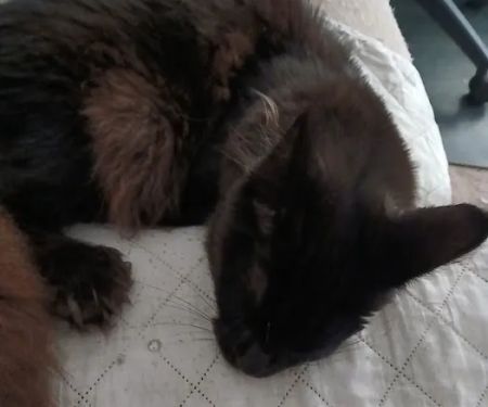Queen City Maine Coons