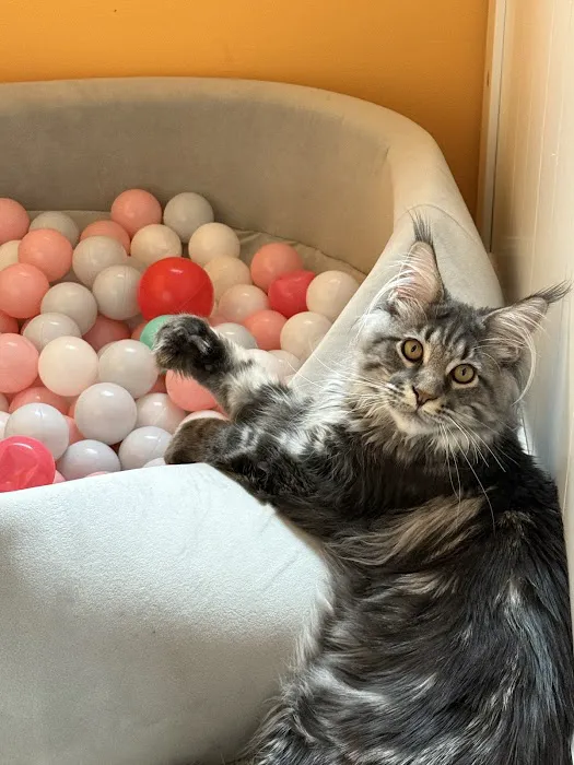 Queen City Maine Coons Picture 2