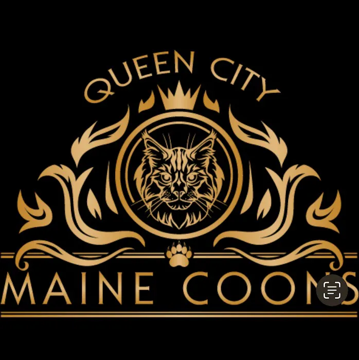 Queen City Maine Coons Picture 6